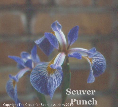 Jack Ellis - Seuver Punch
